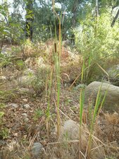 Typha latifolia Plant